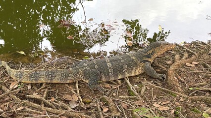 A varanus sleeping close to the river , reptile photo.