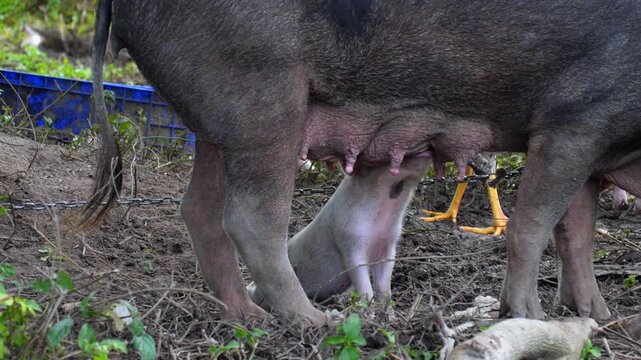 Tiny pink piglet stands under its large mother sow, hungrily suckling milk from her teat in a muddy farmyard. Other animals, including a chicken, are visible in the natural, rural environment