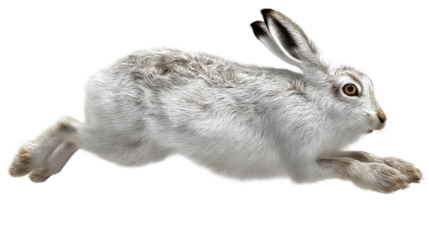 Hare in motion