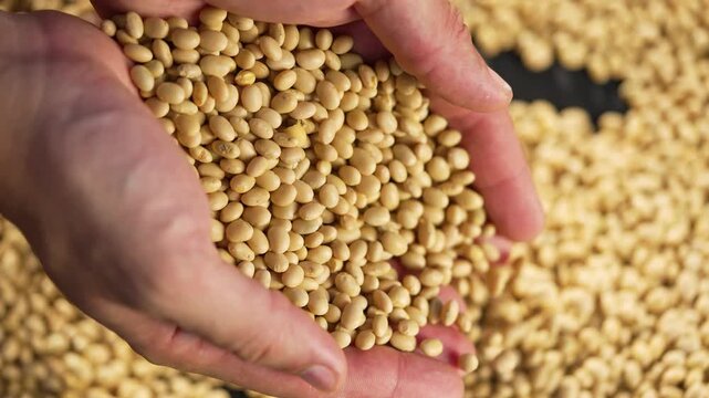 Holding soybean grain in open hand showing abundance of soy and soybean seed for agriculture and farm harvest and crop inspection highlighting legume and produce quality of grain and hand touching