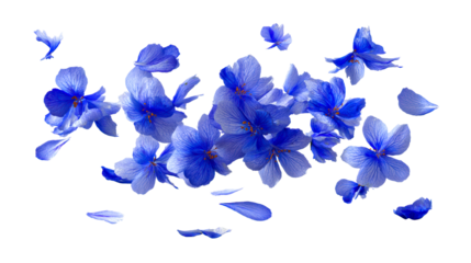 Blue flower petals floating and falling against white background