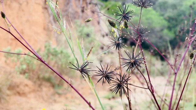 Pinxos Seeds from Bidens Pilosa Plant &ndash; Macro Nature Detail