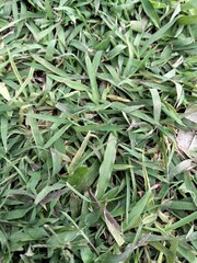 fresh rosemary leaves
