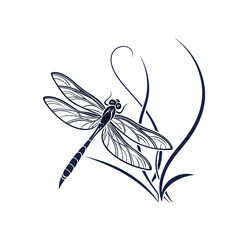 dragonfly on a white background