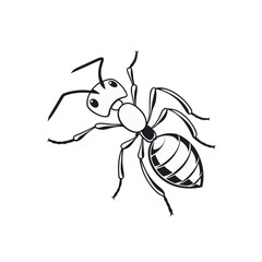 vector art of ant on white background.