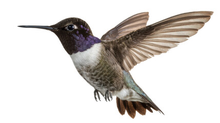 Fototapeta premium Hummingbird in flight with wings spread wide