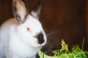 White rabbit beside green vegetables in a cozy setting