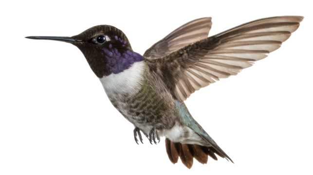 Hummingbird in flight with wings spread wide