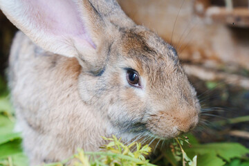 Brown rabbit eating green leaves in a natural setting