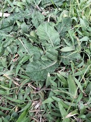 green leaves background
