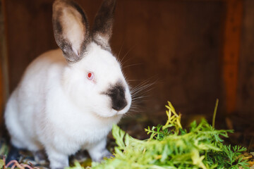 White rabbit sitting in a cozy enclosure with greens