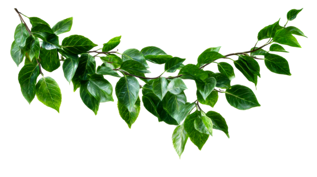 Green leafy plant branch with white background