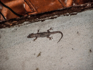 eidechse reptil natur