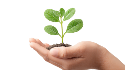 Planting Hope: Hand Holding Growing Seedling