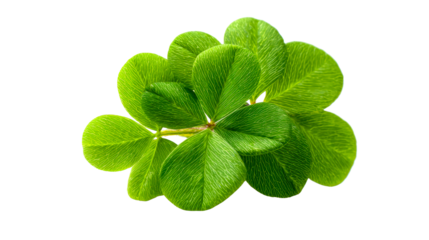 Group of Lush Green Clover Leaves with Detailed Veins