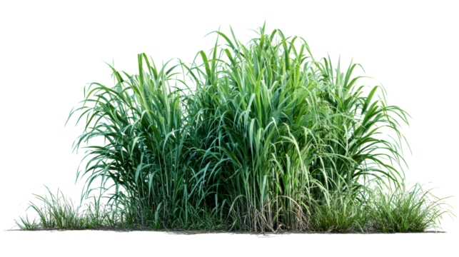 Tall green grass clump with thin leaves and stems