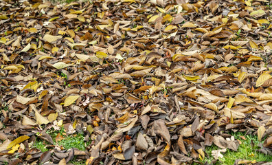 laub wiese herbst
