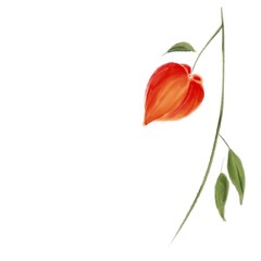 Illustration of a Chinese Lantern Plant