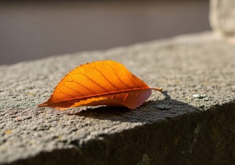 A single vibrant orange leaf rests on a textured concrete surface, bathed in warm sunlight, evoking autumn