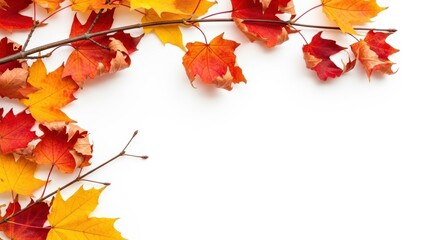 Isolated foliage Maple autumn leaves Fall leaf branch