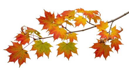 Isolated foliage Maple autumn leaves Fall leaf branch