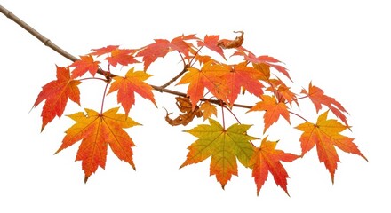 Isolated foliage Maple autumn leaves Fall leaf branch
