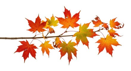 Isolated foliage Maple autumn leaves Fall leaf branch