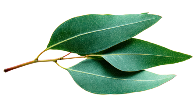Eucalyptus leaves with prominent veins on white
