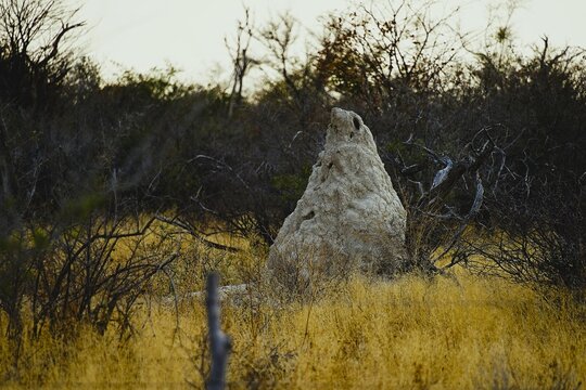 Close-up of a human-sized termite mound on light-coloured soil and white cellulose in the African savannah in Namibia during the dry season. 