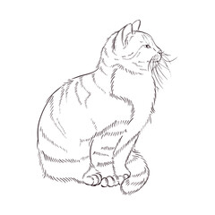 A fluffy cat with a long whisker, hand-drawn in ink and translated into a vector. Pet Vector Illustration for Printing on Fabric, Paper, Postcards, for Coloring and Creativity. Vector illustration