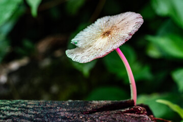 Macro photo of wild mushrooms with colored stems growing on a rotting log in the middle of a tropical forest.