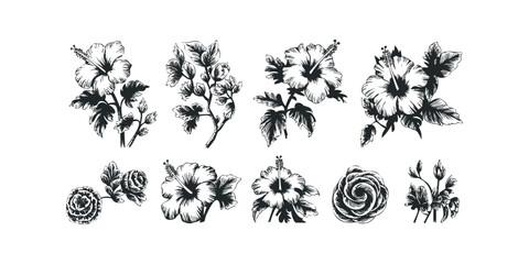 Fototapeta premium Collection of Hand Drawn Hibiscus and Rose Botanicals