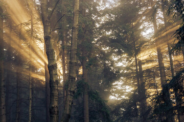 Fototapety na wymiar - Fototapeta24.pl