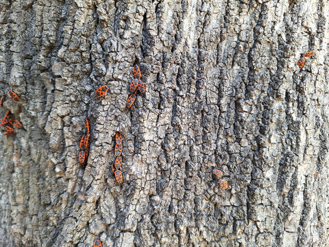 The European firebugs family is found on tree bark. - Powered by Adobe