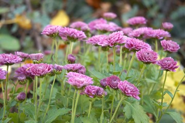 Purple chrysanthemum flower blooming in garden in natural condition, photographed in close-up with Copy Space. Autumn floral scene and natural texture.