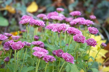 Purple chrysanthemum flower blooming in garden in natural condition, photographed in close-up with Copy Space. Autumn floral scene and natural texture.