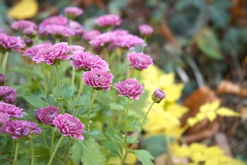 Purple chrysanthemum flower blooming in garden in natural condition, photographed in close-up with Copy Space. Autumn floral scene and natural texture.
