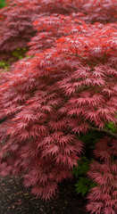 Vibrant Red Japanese Maple 'Fire Glow' Foliage as a Beautiful Nature Wallpaper Close-up