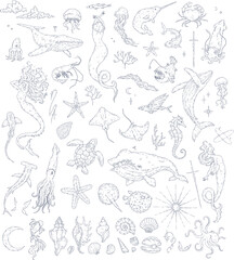Coastal sea line art elements, mermaid, whales, fishes, shells. Marine graphics. Ocean animals and tale creatures.