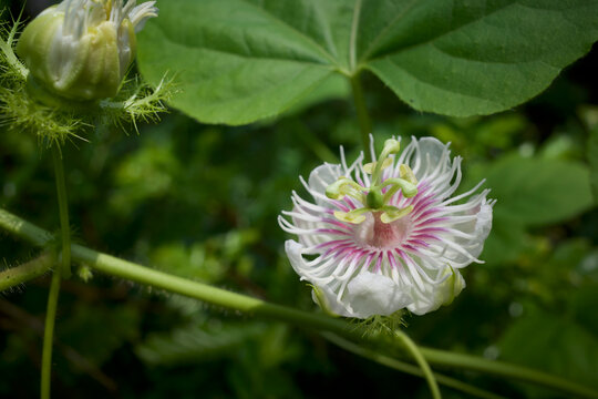 Close up of a Markisa flower, Passion fruit, Passiflora edulis f. flavicarpa