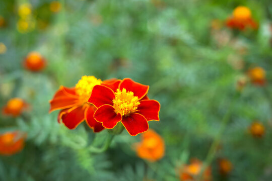Disco Red Marigold (Tagetes patula) flowers blooming, shallow focus