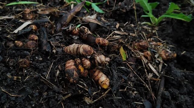 Video recording of harvesting turmeric (kunir) in the garden, showing hands pulling turmeric rhizomes from the soil, revealing their bright orange color.