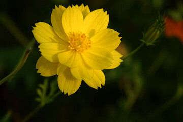 Bright yellow cosmos flower blooming in garden under warm natural sunlight, macro close-up photography for nature and botanical background