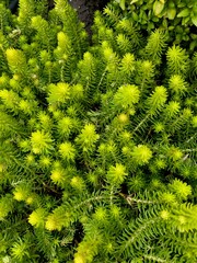 green fern background