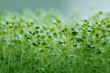 Fototapeta premium Fresh green microgreens sprouting and thriving in a natural environment symbolizing growth, health, and sustainable gardening practices in vibrant sunlight