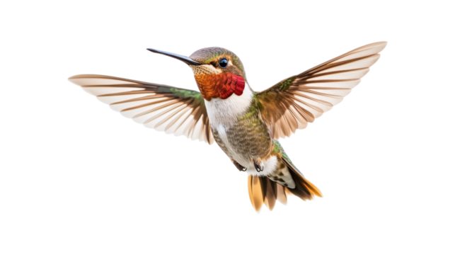Hummingbird with red throat in flight isolated on a transparent background