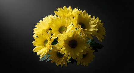Bright yellow chrysanthemums beautifully isolated against a dramatic dark background, ideal nature wallpaper close-up.