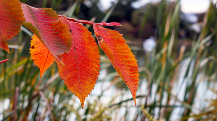 湖畔の色付いた葉っぱ