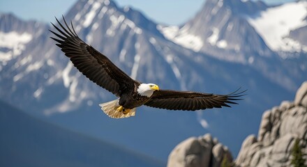 Fototapeta premium american bald eagle