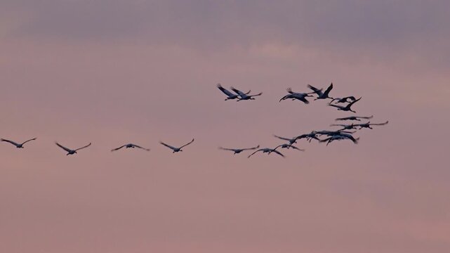 Common Cranes or Eurasian Cranes (Grus Grus) flying in the air during sunset near Diepholz in Germany during the autumn migration. 